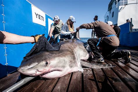 great white shark caught.